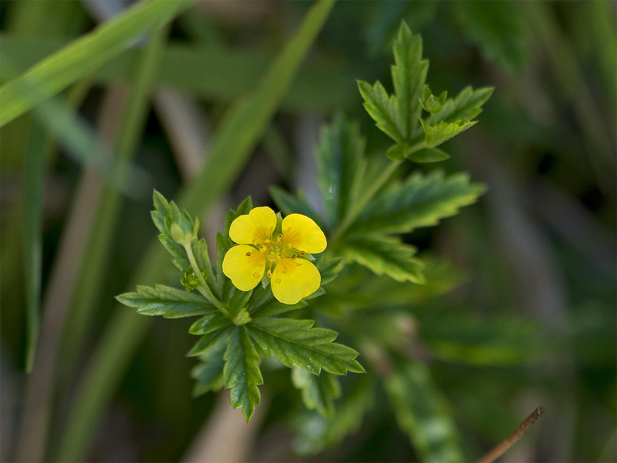 Potentilla erecta